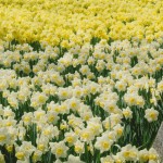 big leaps and baby steps