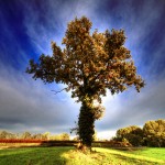 plant a tree change the world