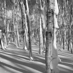 dreams that turn out not to be dreams