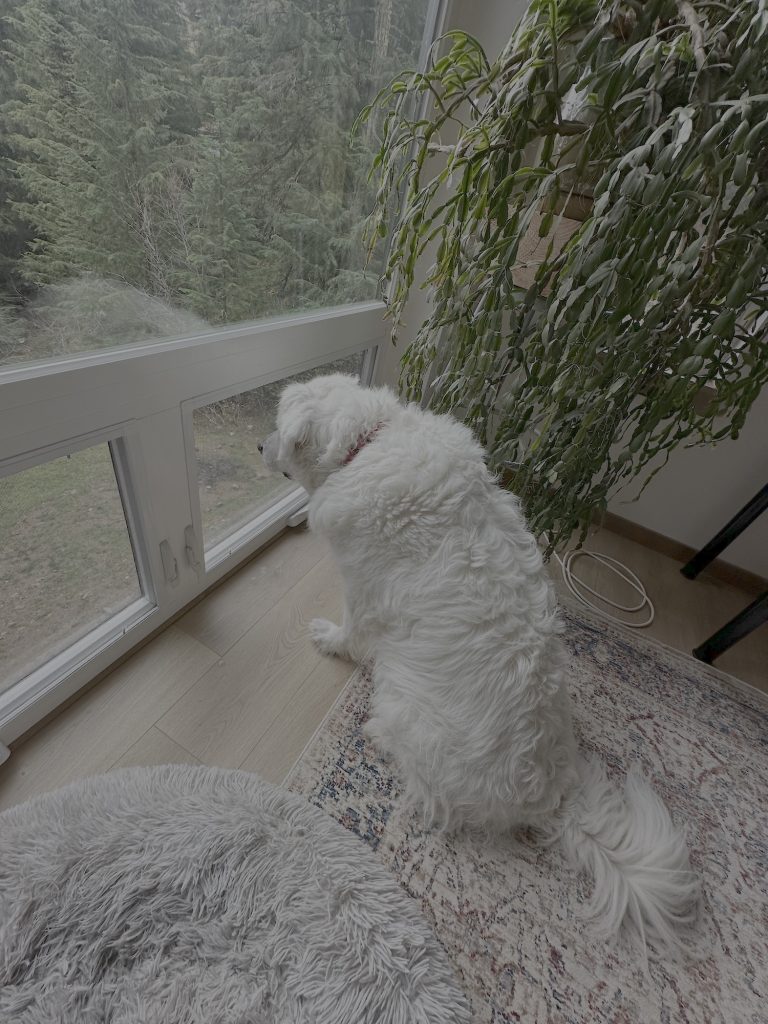 What Makes My Great Pyrenees Reluctant?